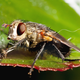 Illustration for article titled Shooting Challenge: Bugs 2